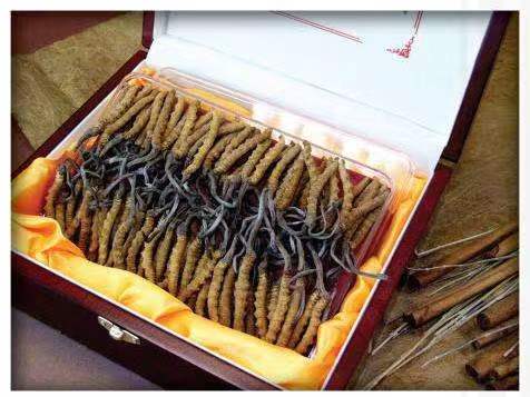 沔城回族镇冬虫夏草回收